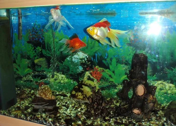 Fit Fun הַרָכוֹב